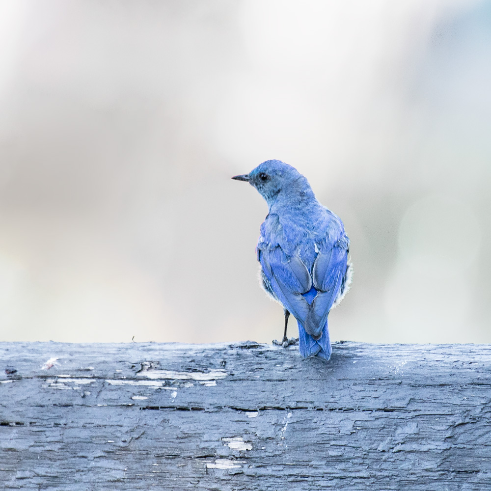 grand-teton-blue-bird