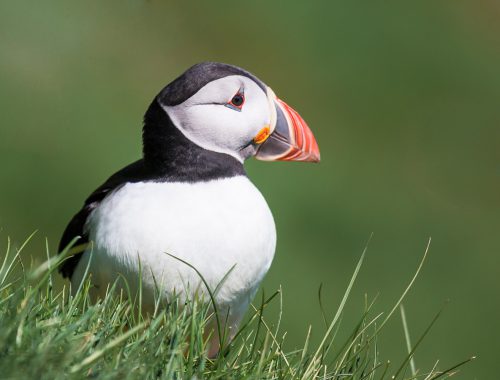 faroe oslands myknes puffin