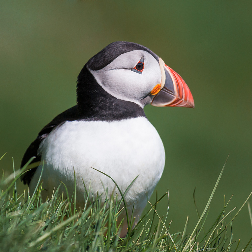 Faroe Islands itinerary Mykines puffin