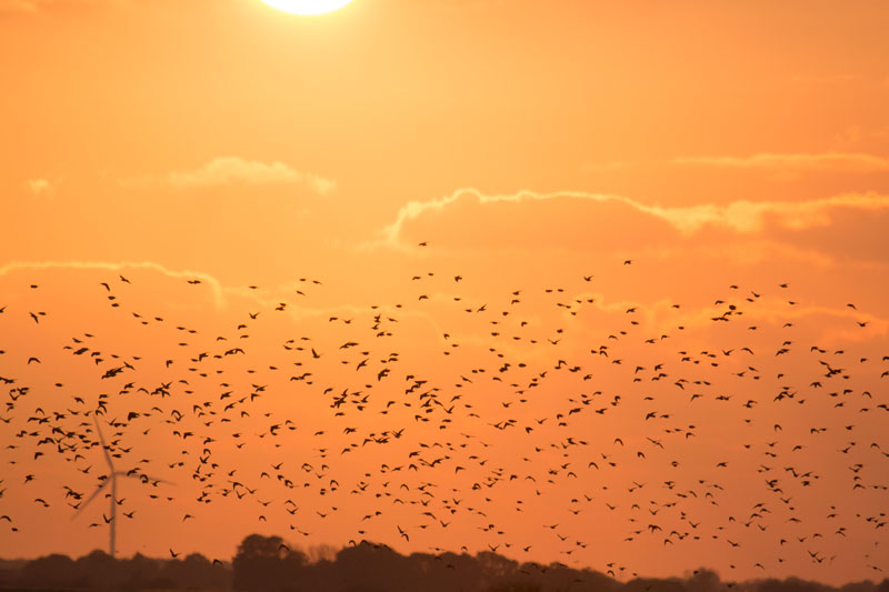 Where to see starling murmuration in southern Denmark