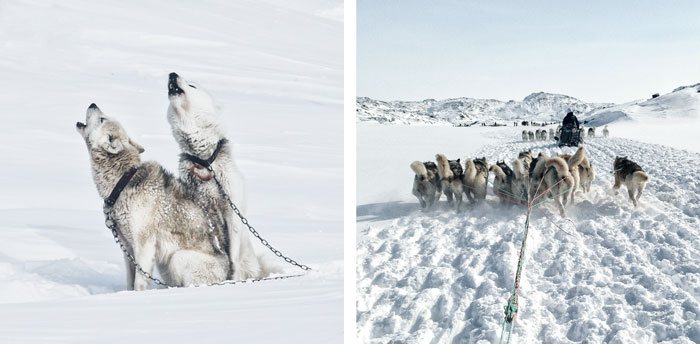 Hundeslædekørsel i Ilulissat