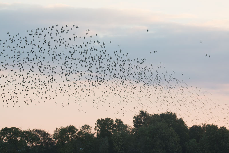 Where to see starling murmuration in southern Denmark