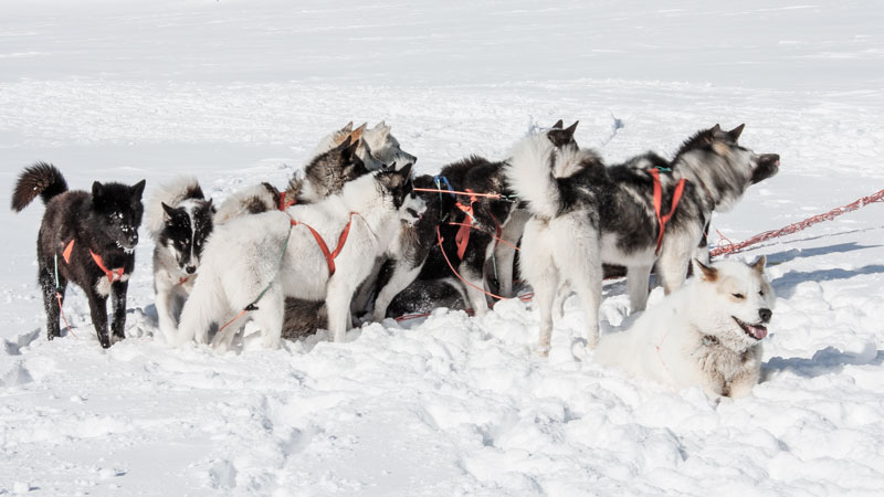 Hundeslædekørsel i Ilulissat