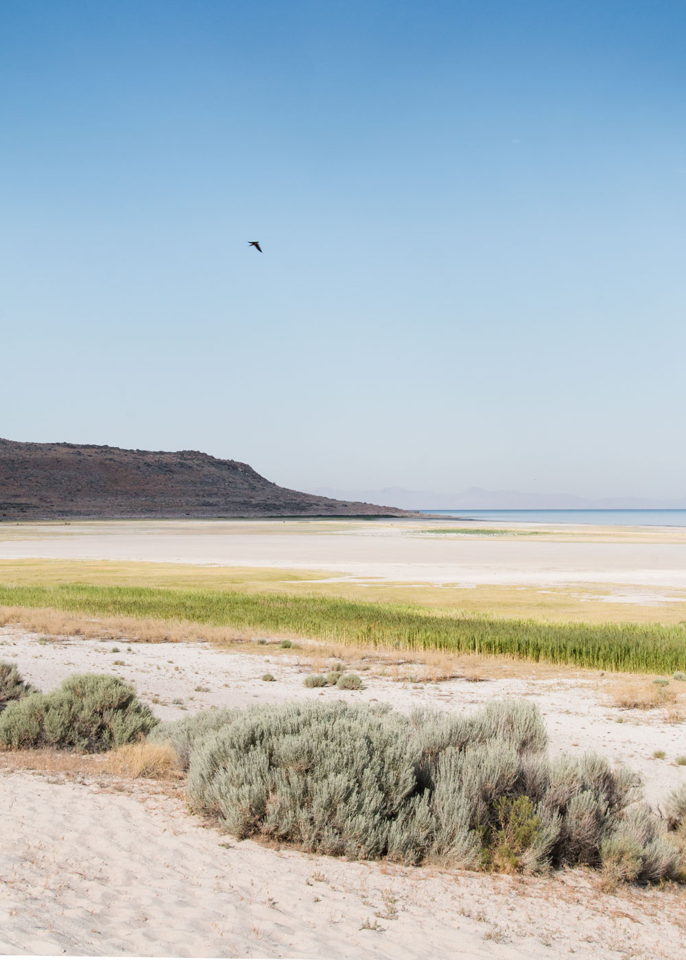 utah great salt lake antelope island