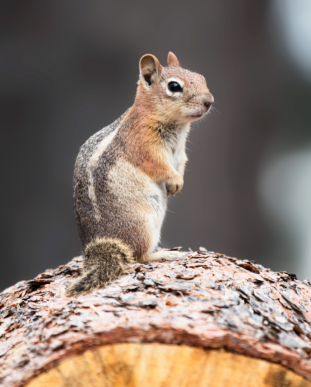 bryce canyon chipmunk