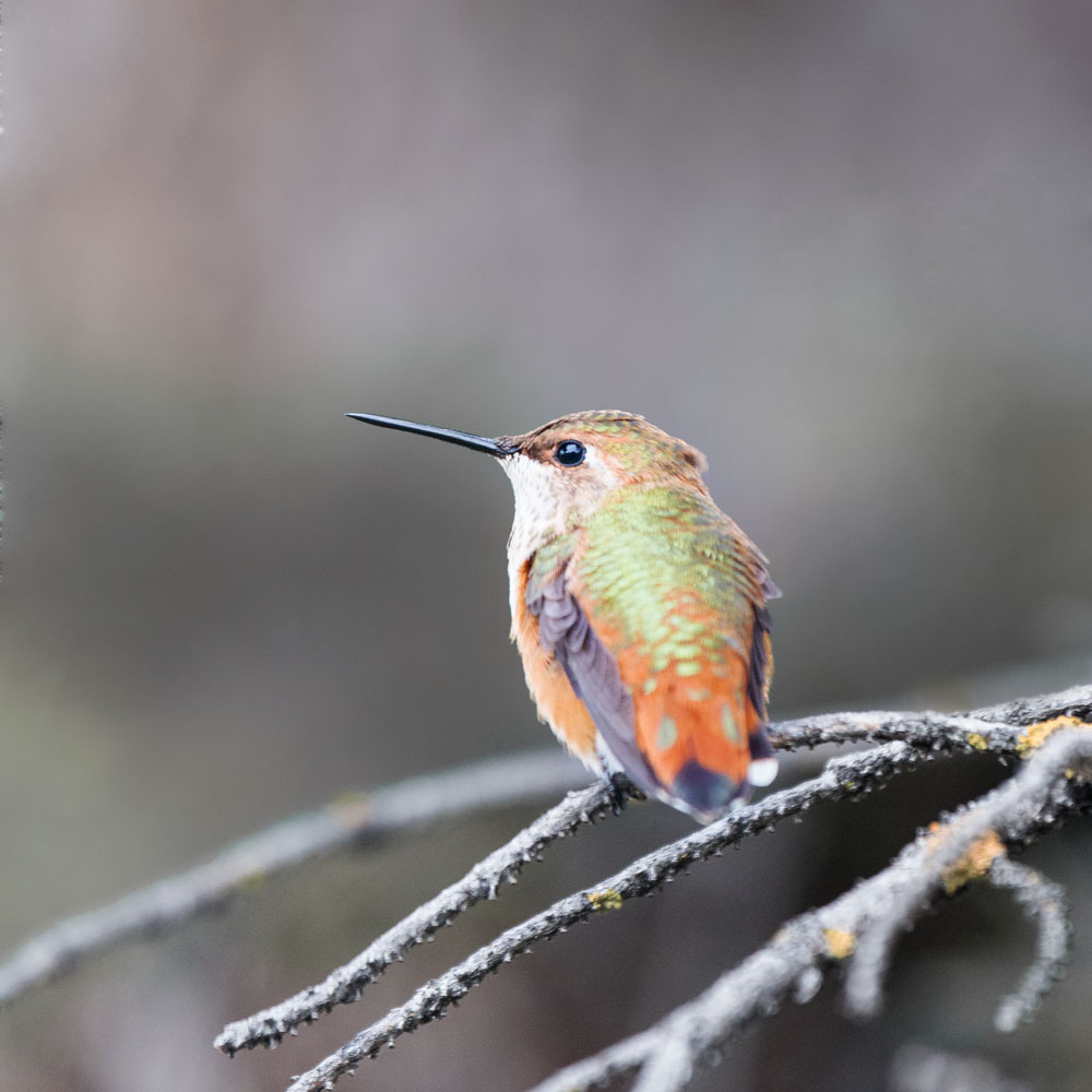 bryce canyon hummingbird