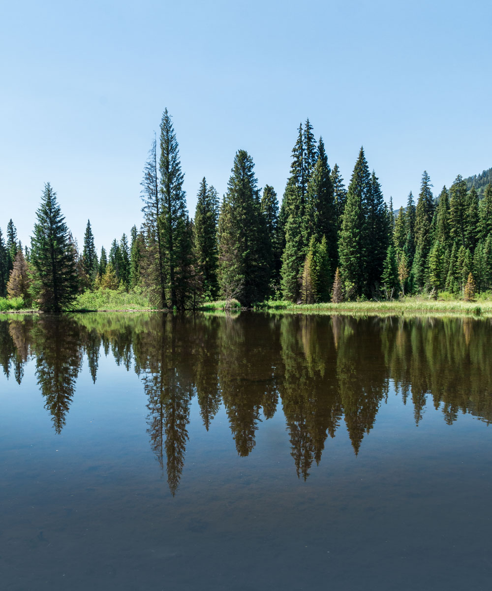 grand teton moose pond