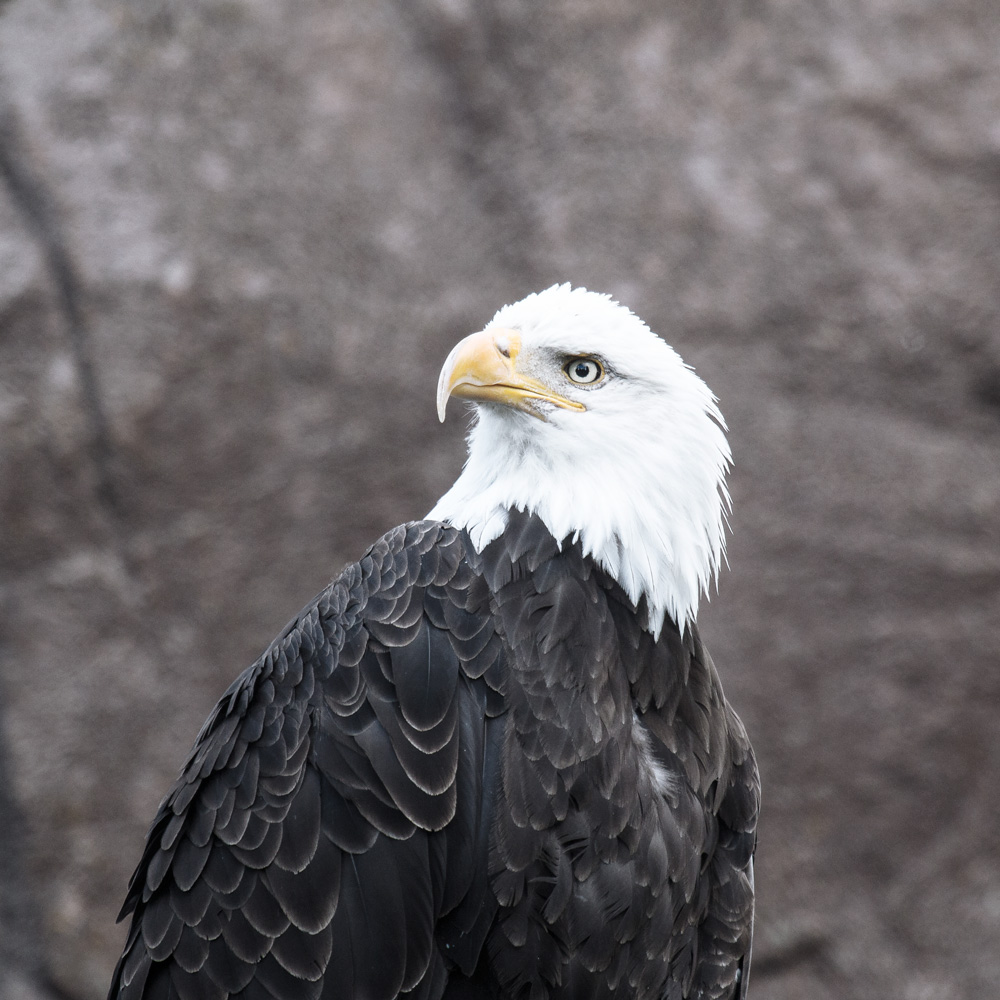 yellowstone bald eagle