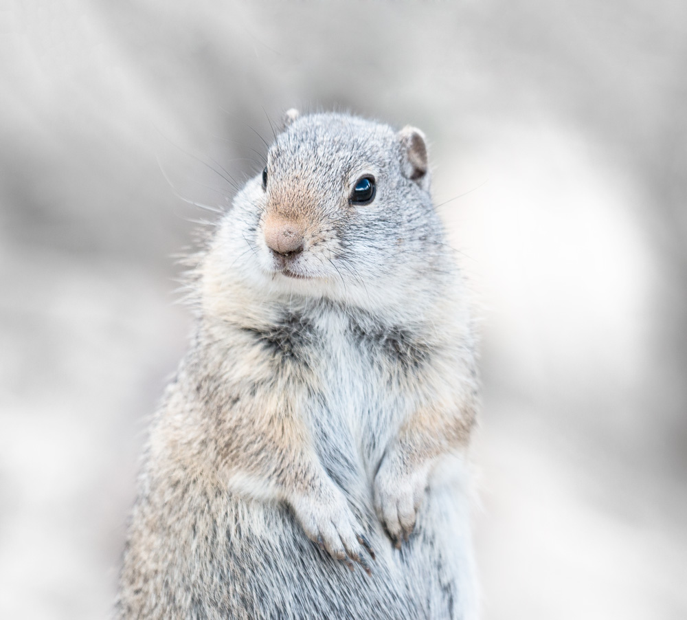 yellowstone ground squirrel