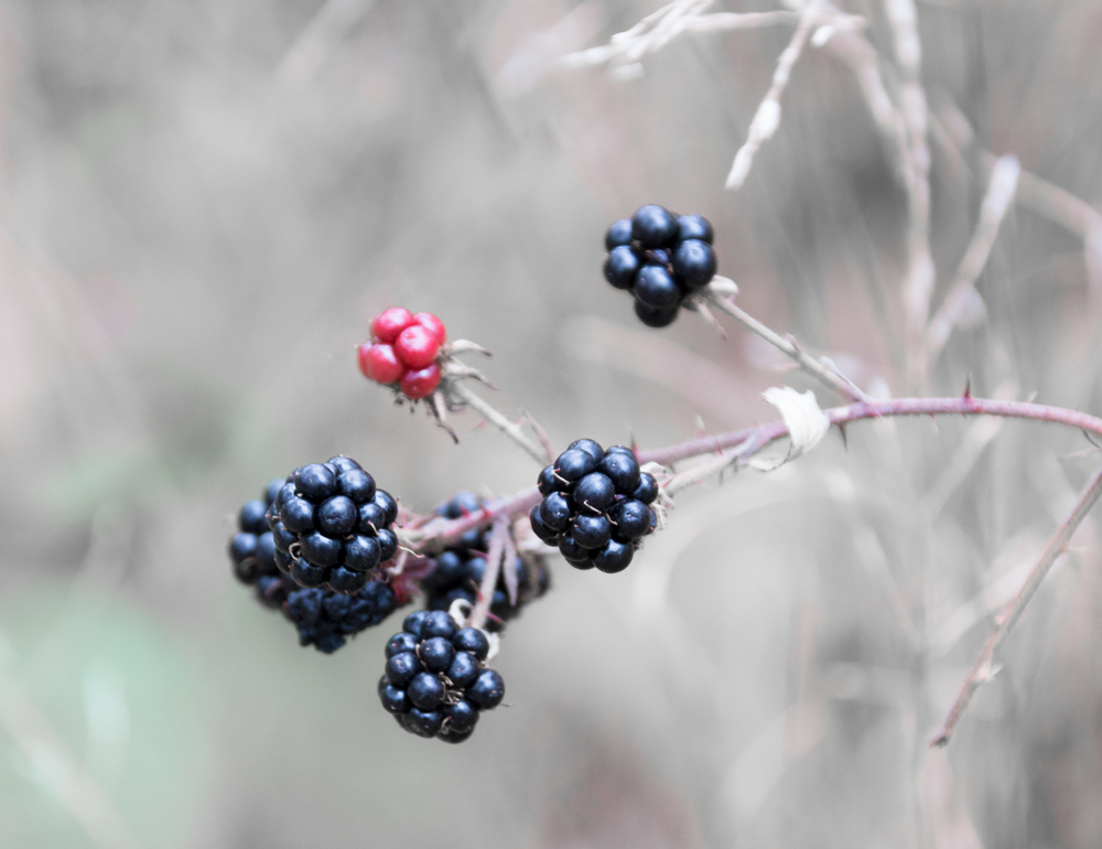 kullaberg blackberries