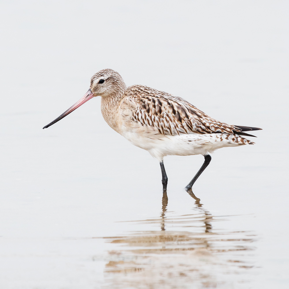 Ria Formosa - looking for flamingos on the Algarve Coast