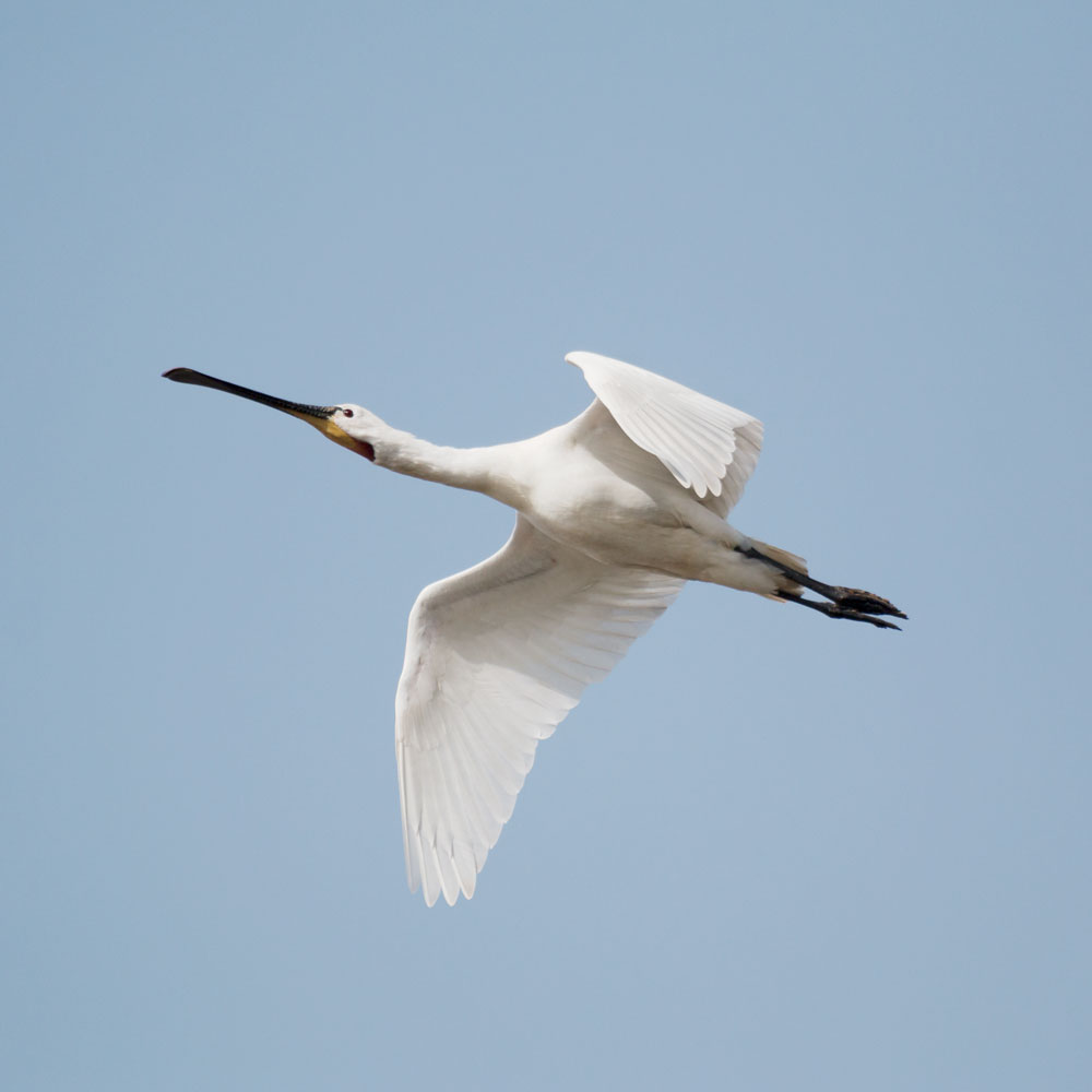 ria formosa