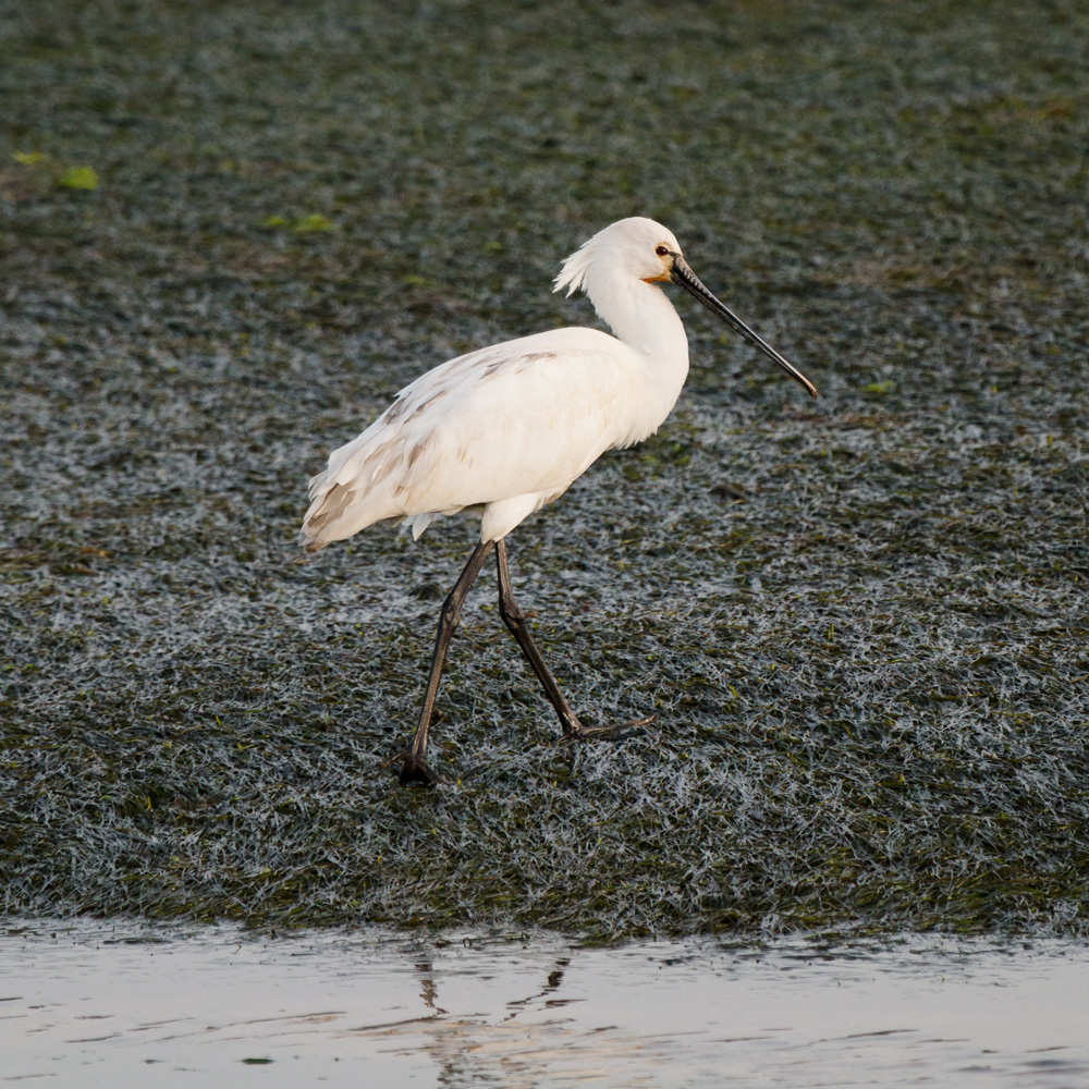 Ria Formosa - looking for flamingos on the Algarve Coast