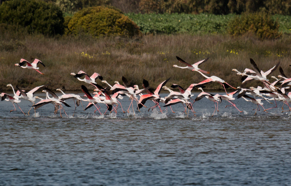 ria formosa