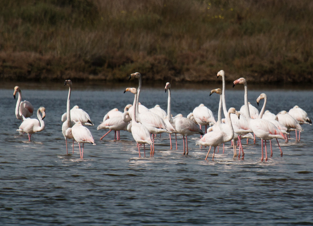 Ria Formosa - looking for flamingos on the Algarve Coast