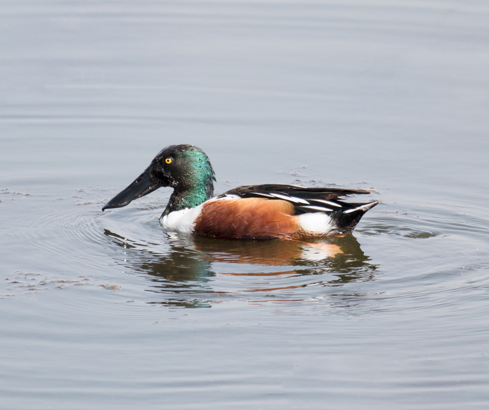 Ria Formosa - looking for flamingos on the Algarve Coast