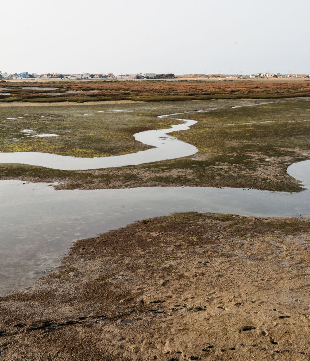 Ria Formosa - looking for flamingos on the Algarve Coast