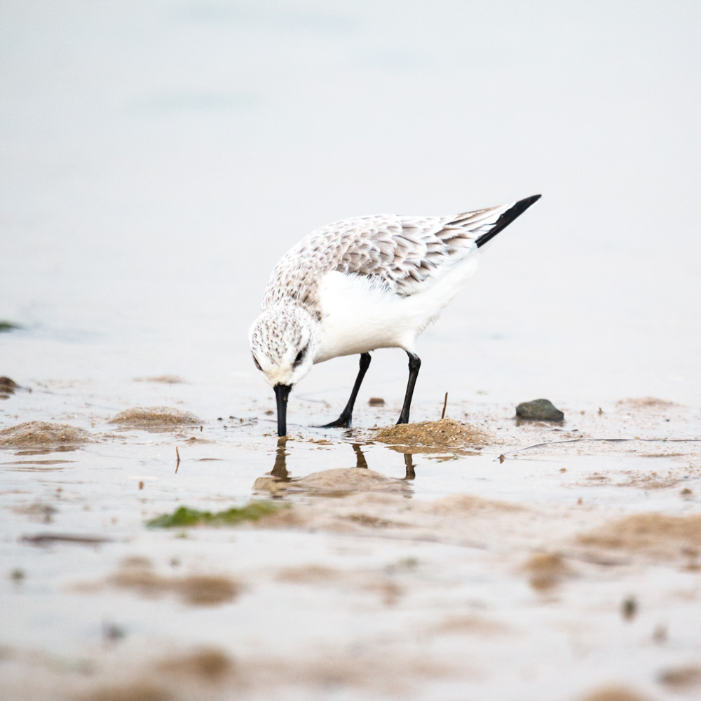 ria formosa