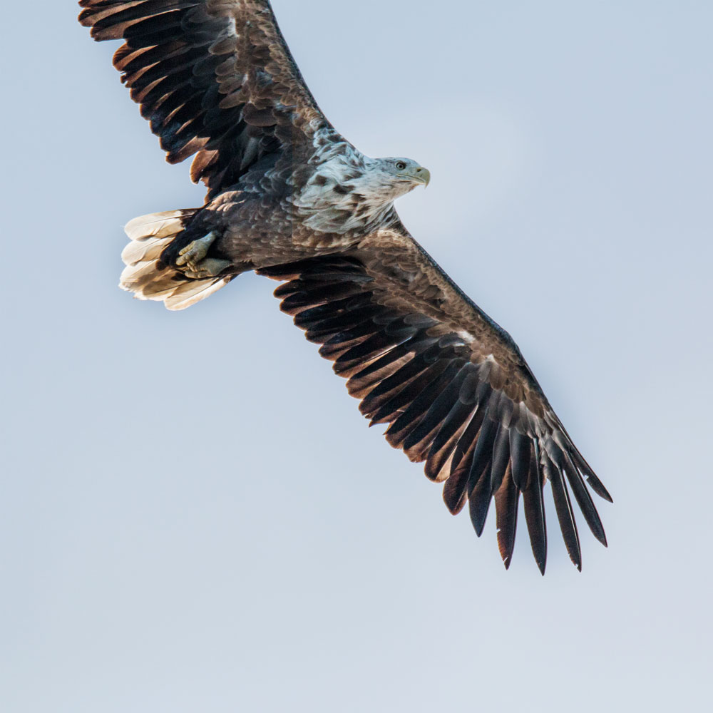 Hurtigruten Norge cruise / Lofoten sea eagle safari