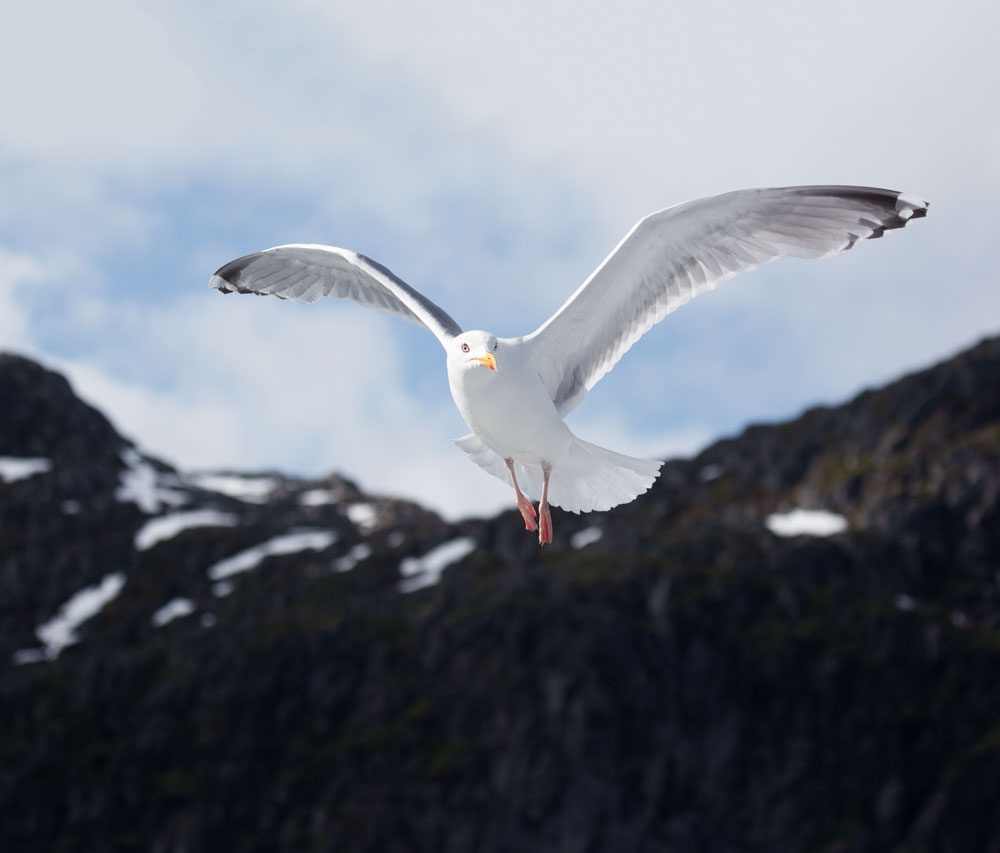 On cruise with Hurtigruten along Norway's coast / landscapes of Lofoten