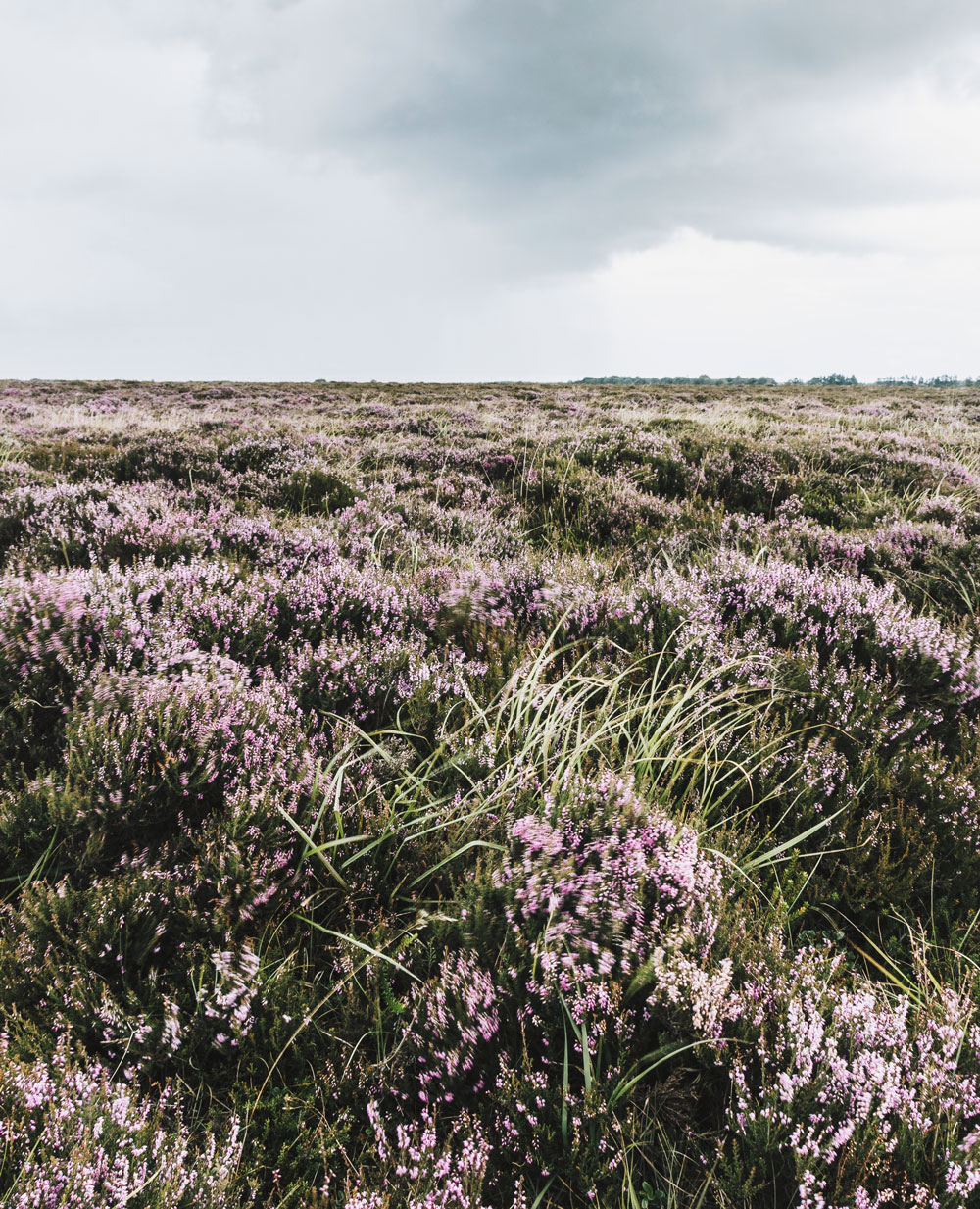 Kongenshus Hede Viborg - nature attractions in North Denmark