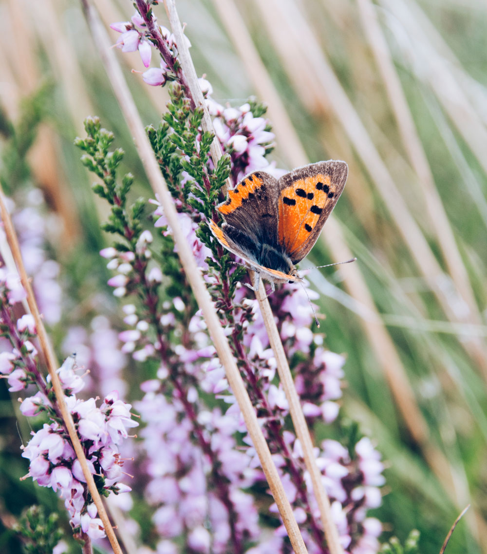 Mols Bjerge Nationalpark - 6 smukke naturområder i Midt- og Nordjylland