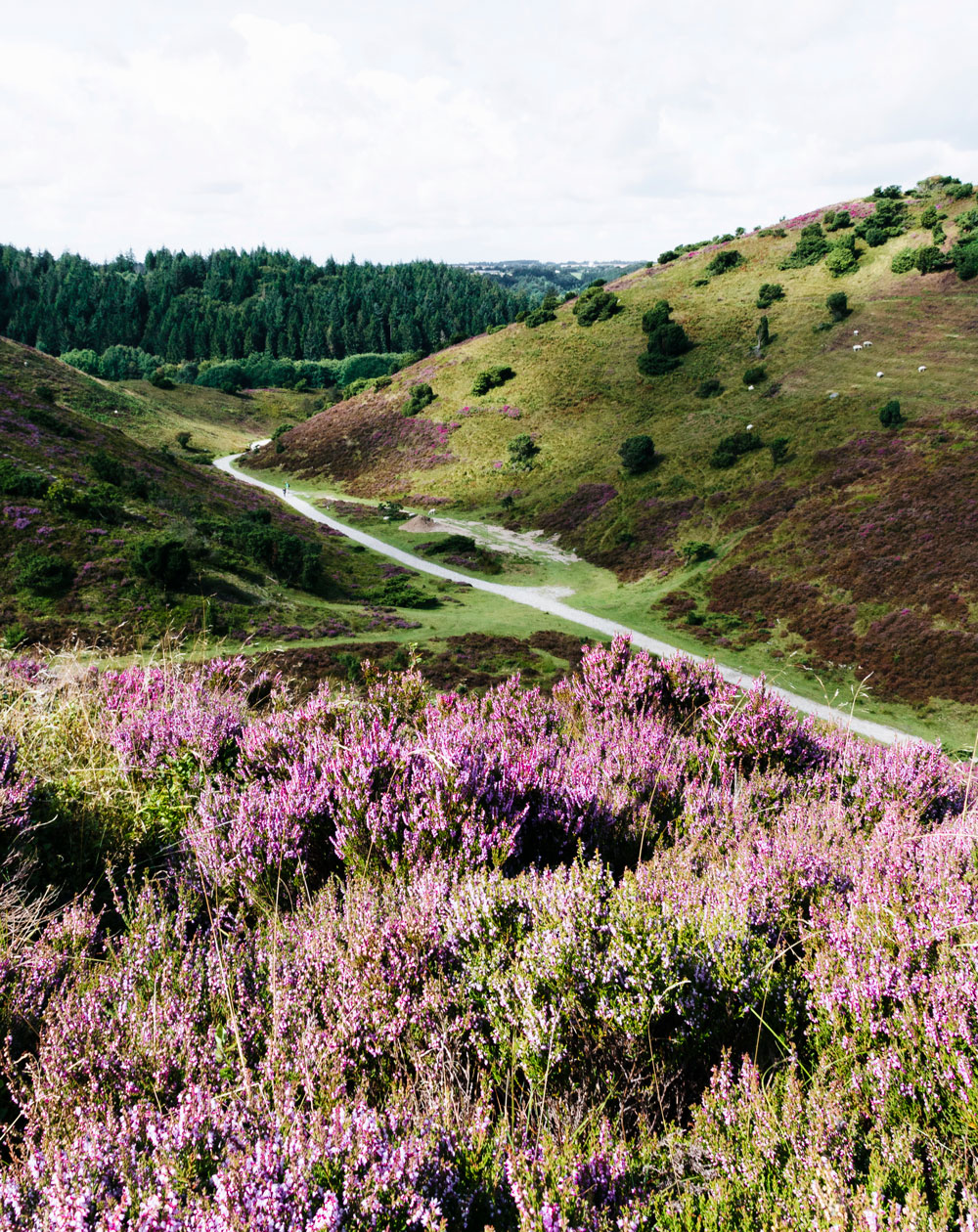 Rebild Bakker - nature attractions in North Denmark