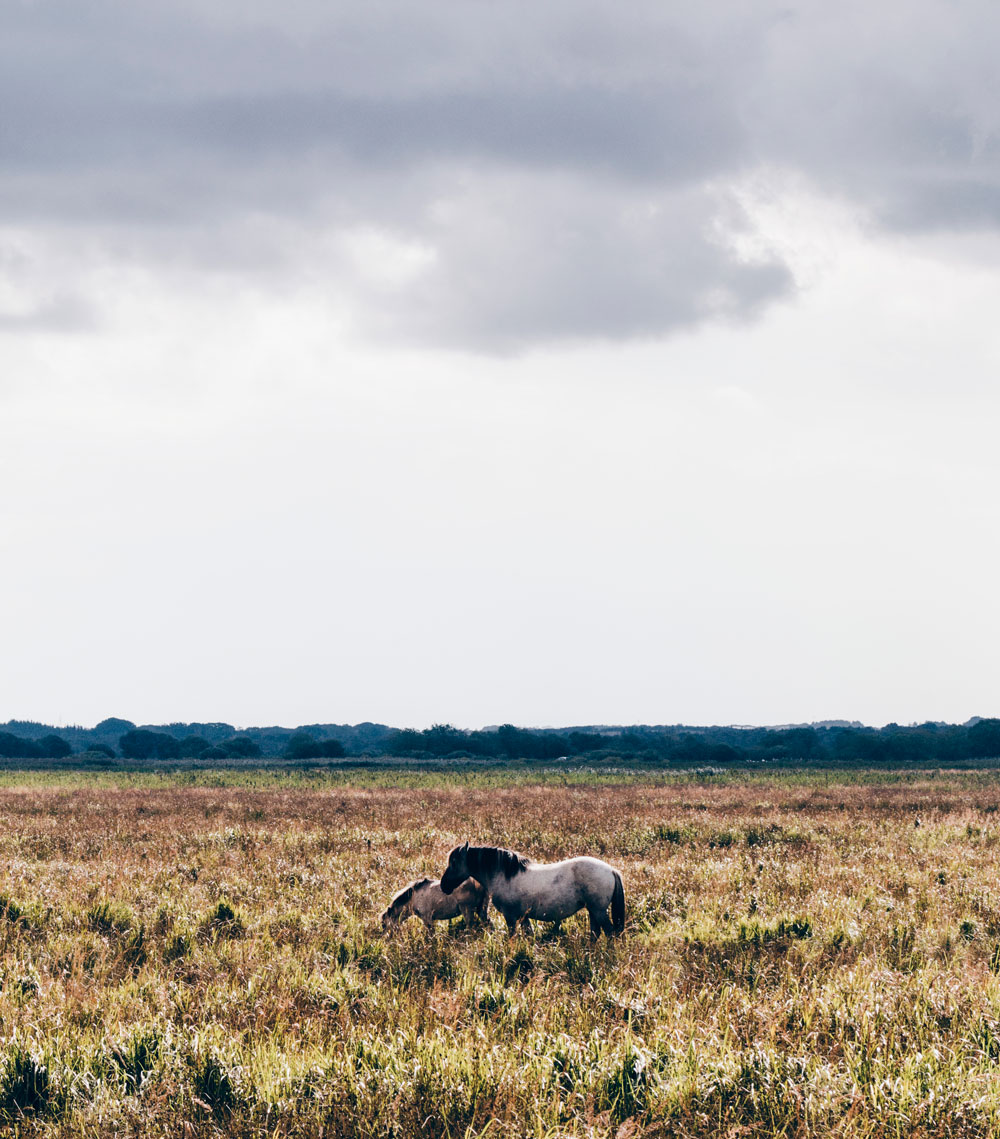 Lille Vildmose - nature attractions in North Denmark