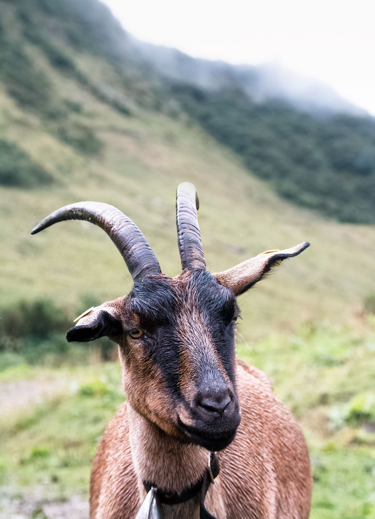 A culinary hike in the valley Kleinwalsertal in Austria