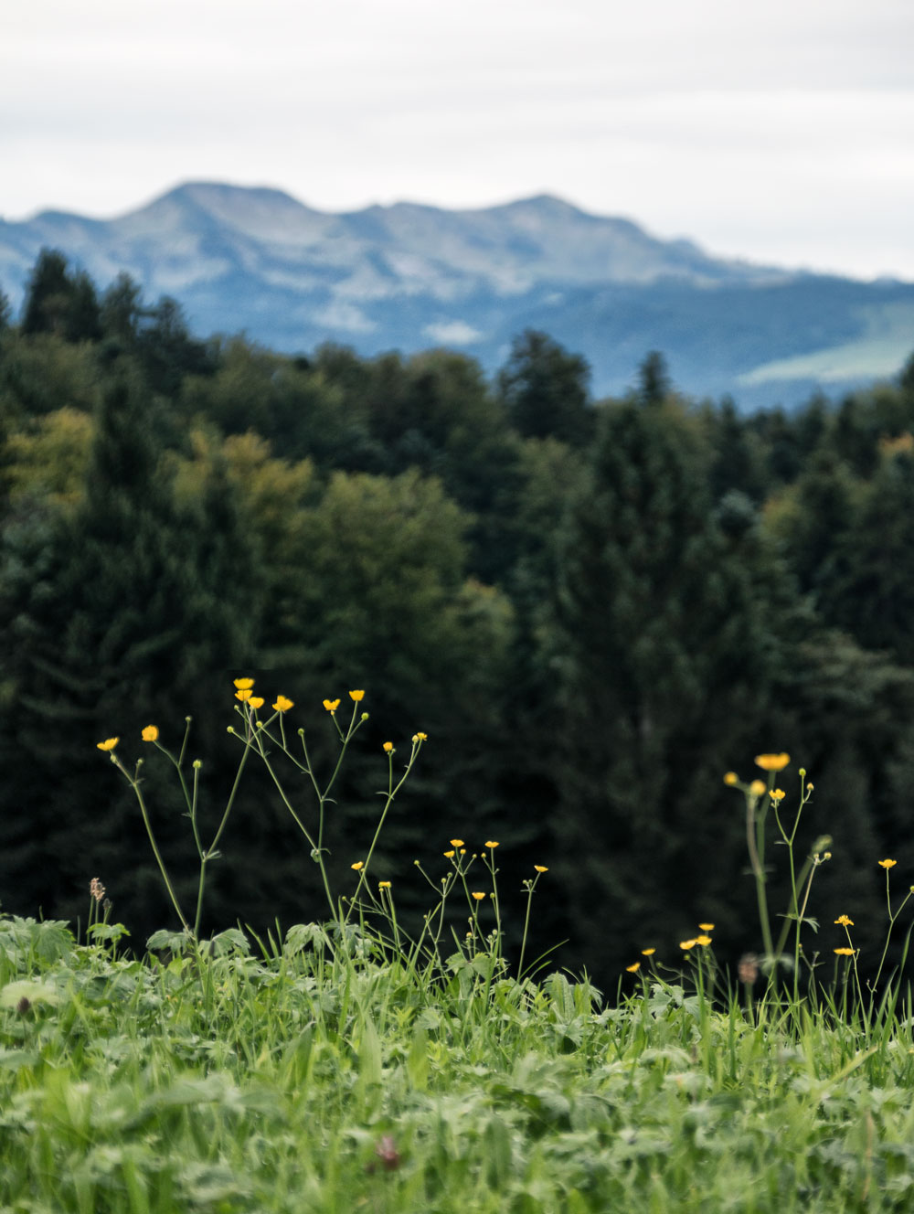 Mose vandring i Østrig / Walking the moors of Krumbach in Austria