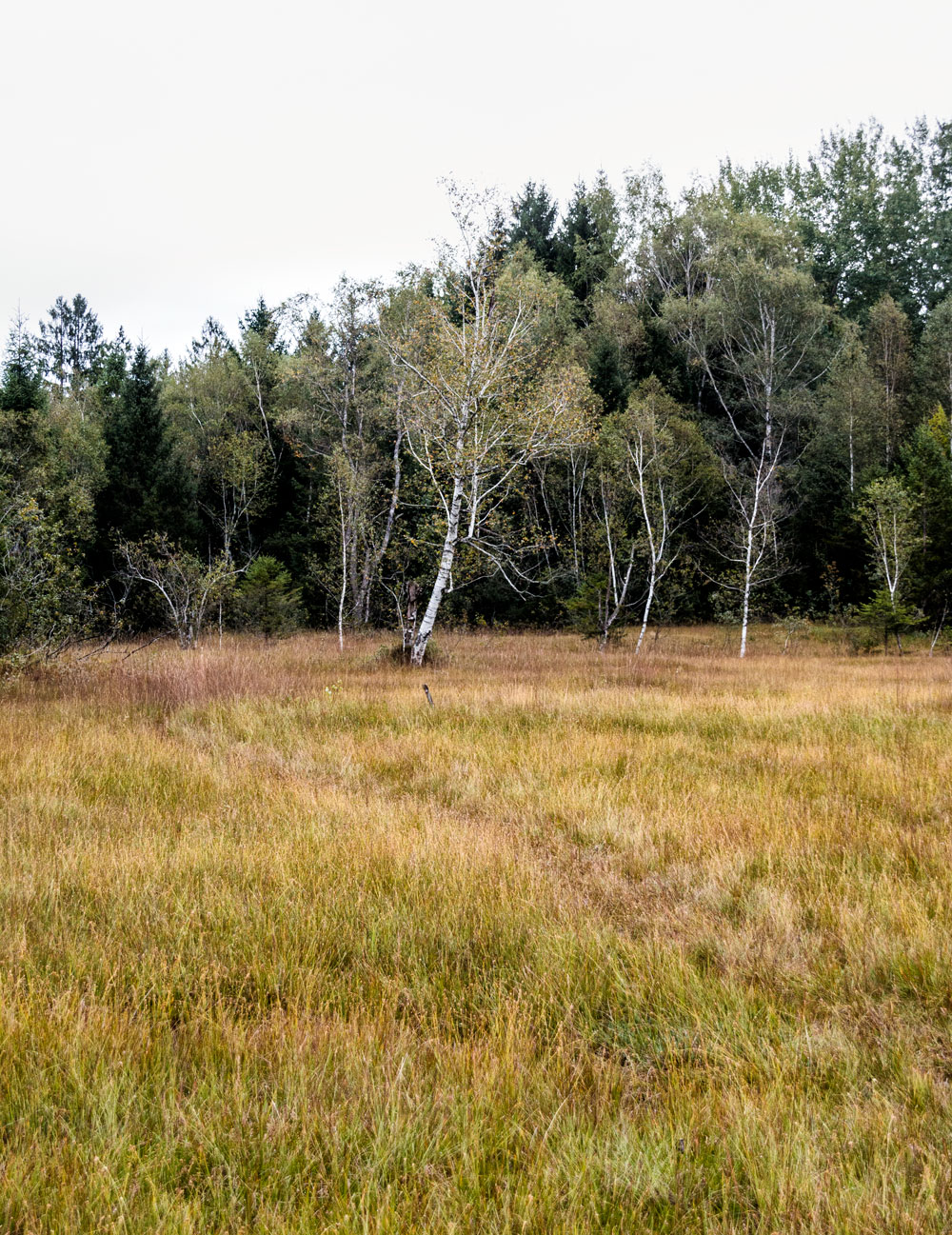 Walking the moors of Krumbach in Austria