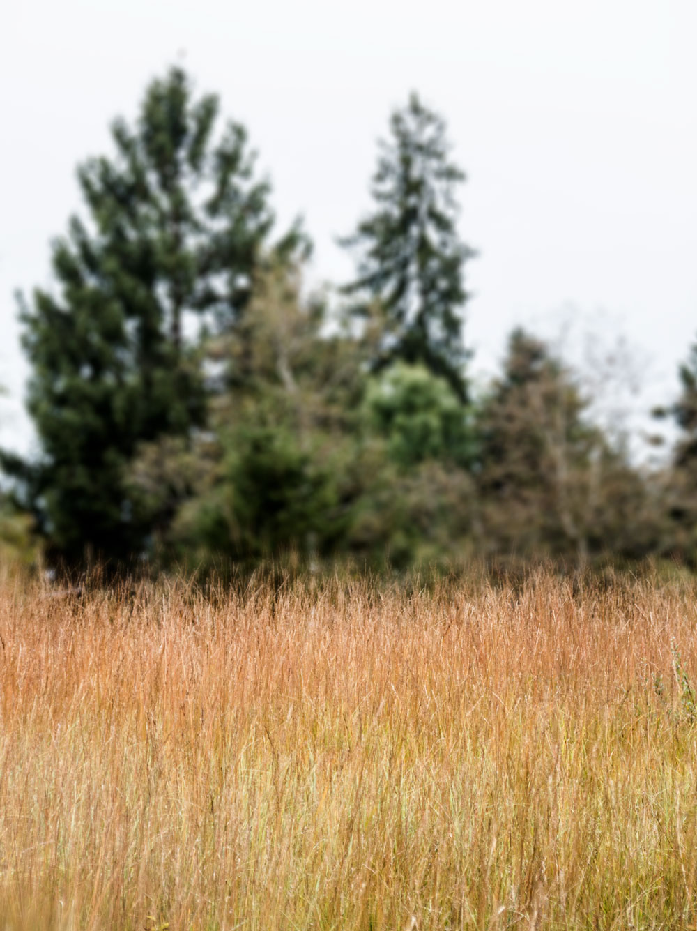 Walking the moors of Krumbach in Austria