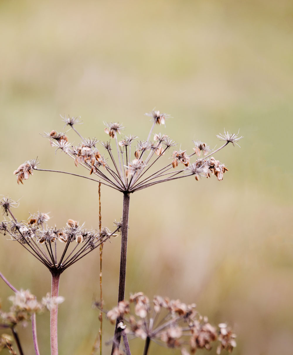 Walking the moors of Krumbach in Austria