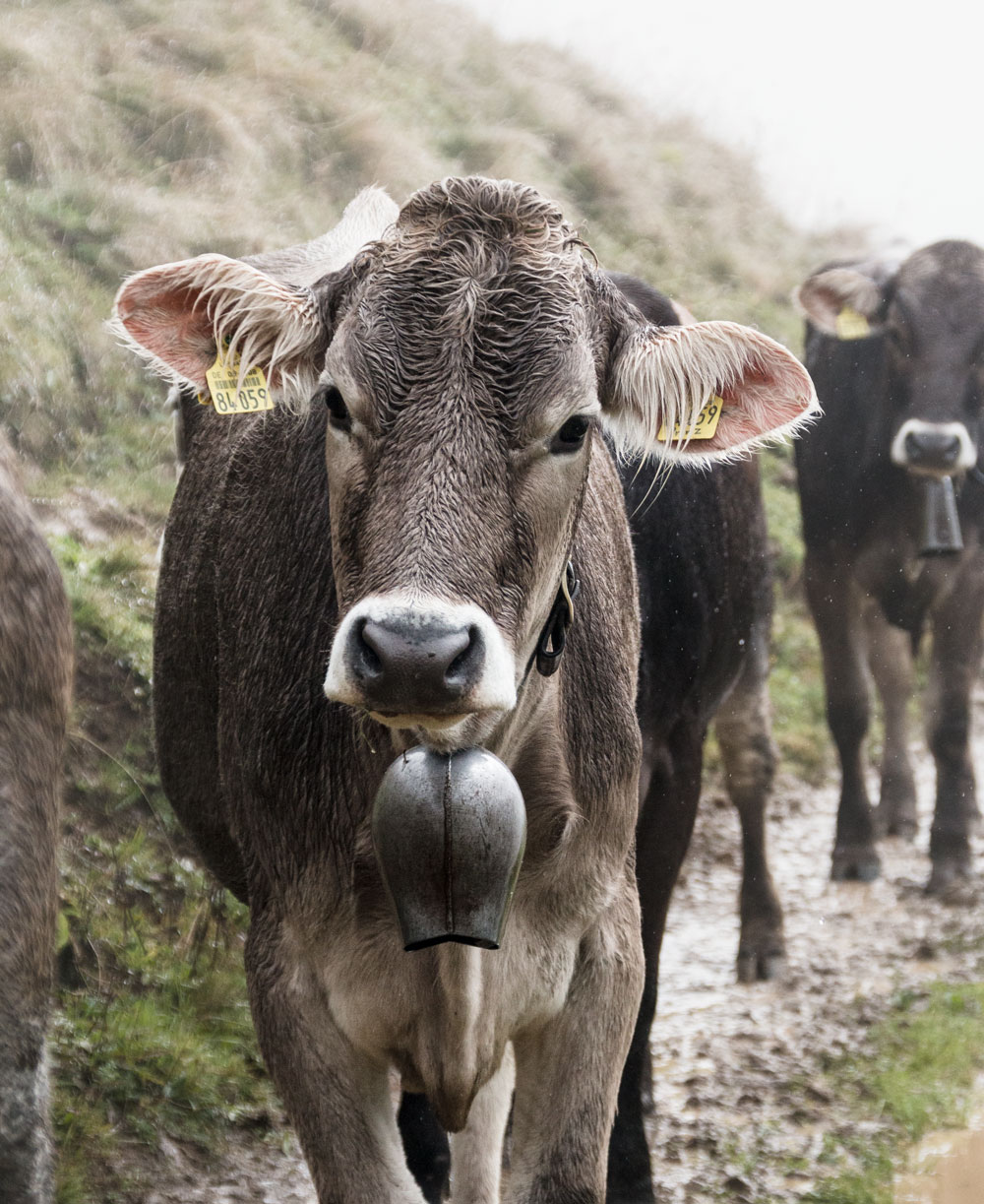 A culinary hike in the valley Kleinwalsertal in Austria