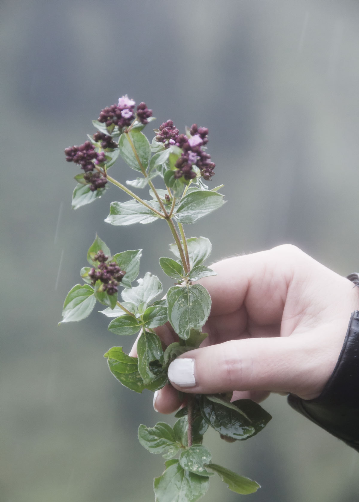 A culinary hike in the valley Kleinwalsertal in Austria