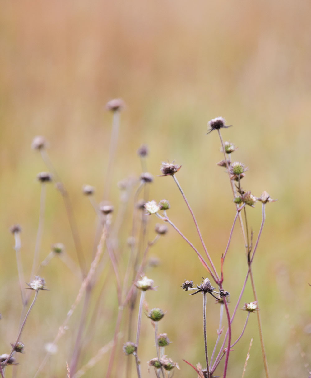 Walking the moors of Krumbach in Austria