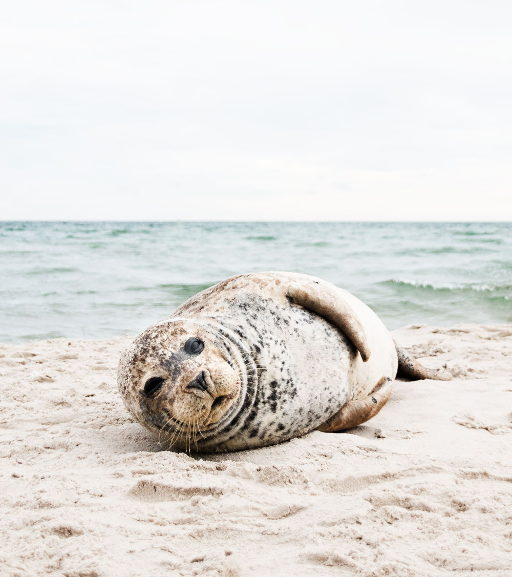 sæler på Grenen i Skagen 