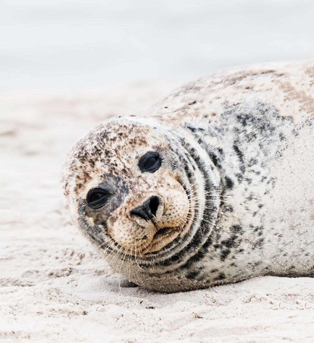 Spot wild seals in Denmark at Grenen, Skagen