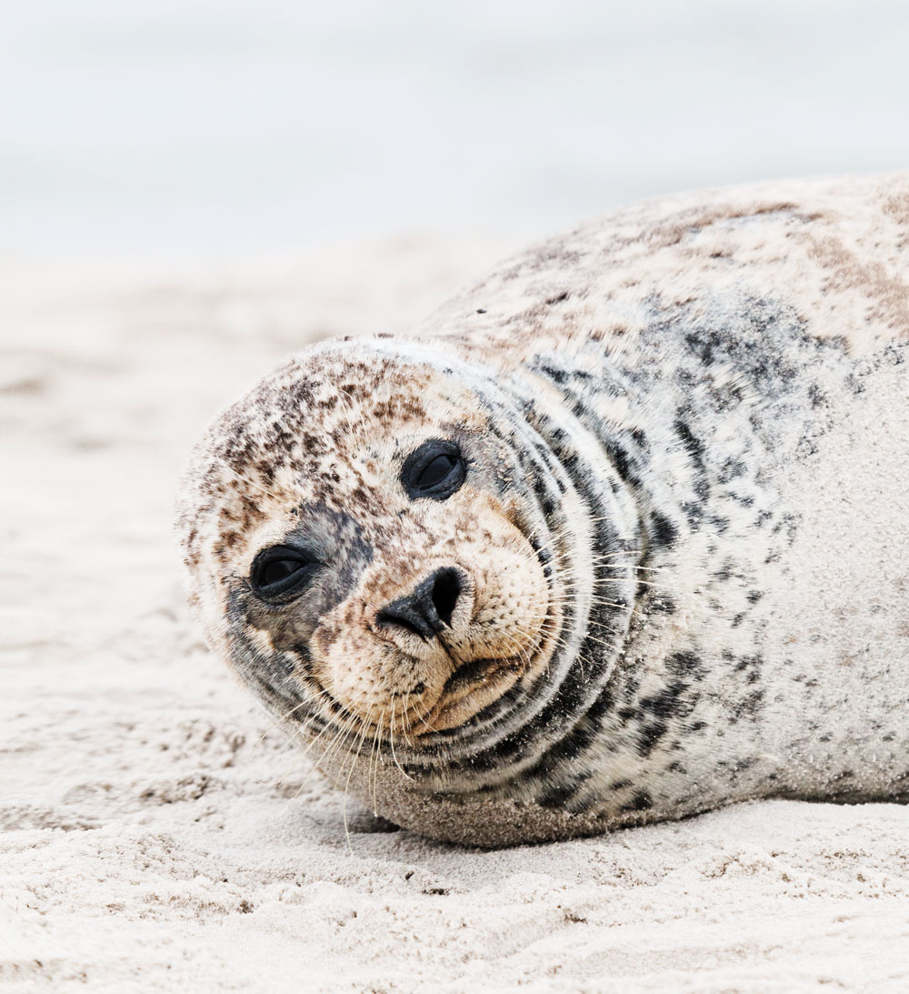 sæler på Grenen i Skagen 