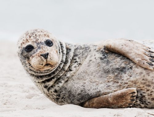 sæler på Grenen i Skagen