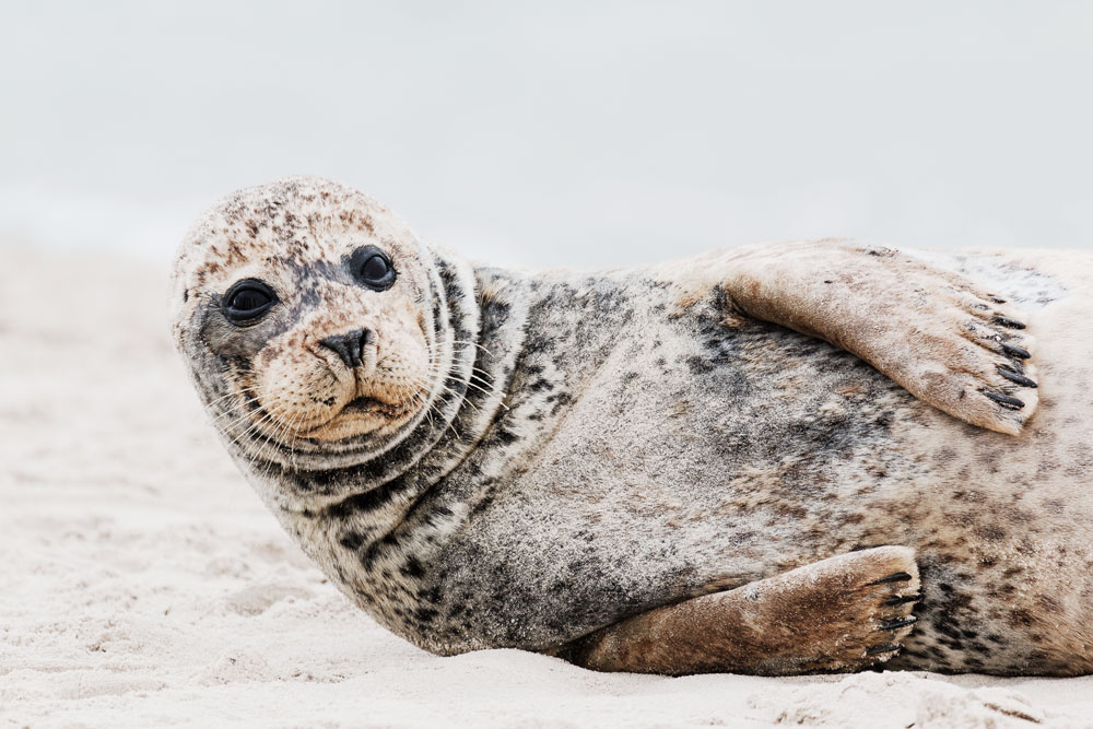 sæler på Grenen i Skagen 