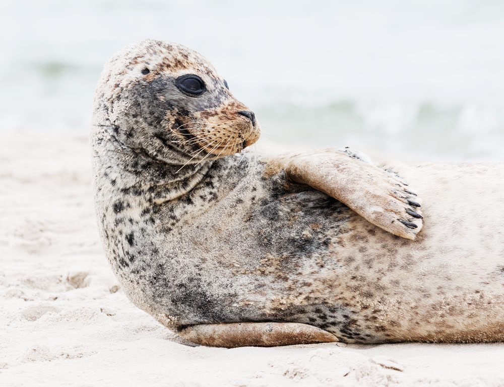 sæler på Grenen i Skagen 