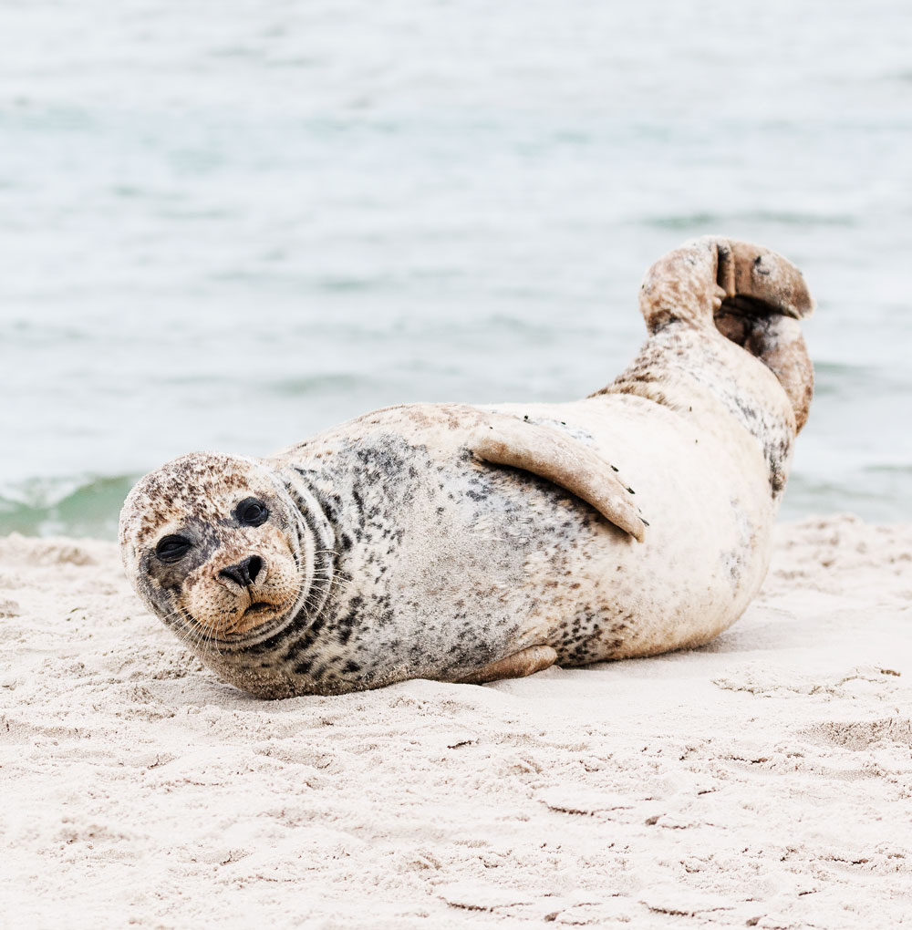 sæler på Grenen i Skagen 