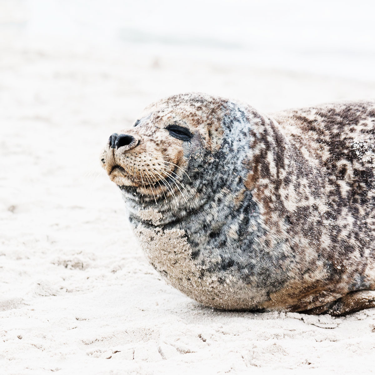 sæler på Grenen i Skagen 