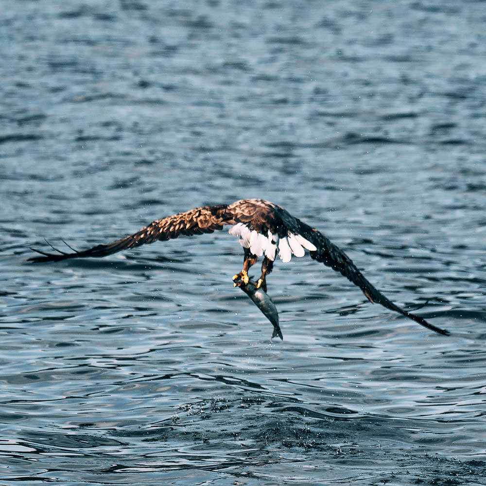 On cruise with Hurtigruten along Norway's coast / Lofoten sea eagle safari