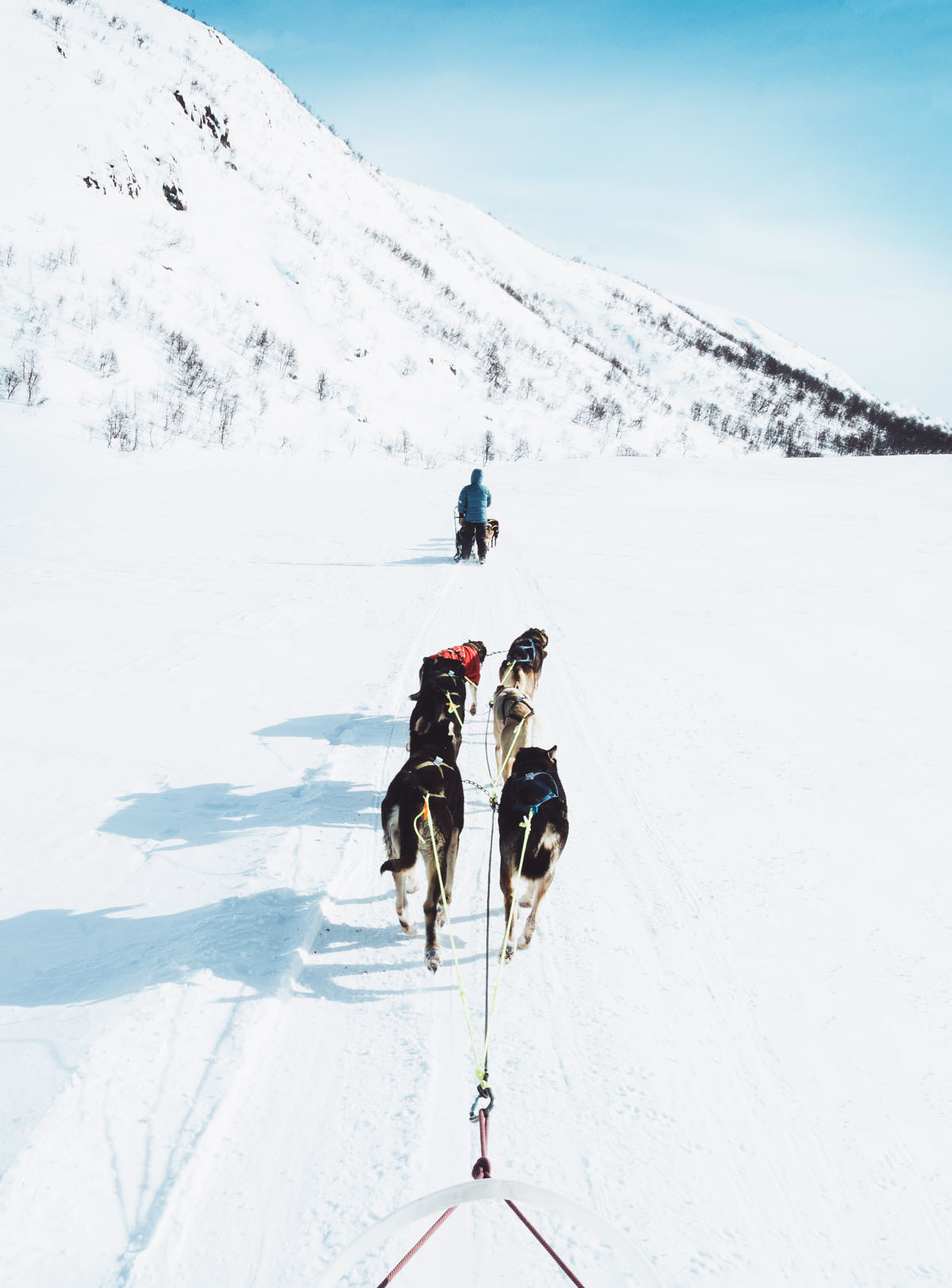 Hundeslæde med Huskies i Hovden Norge