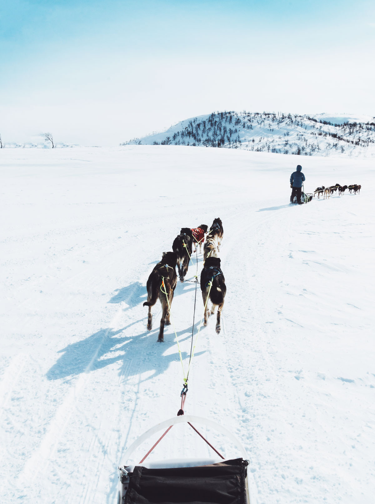 Hundeslæde med Huskies i Hovden Norge