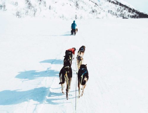 hundeslæde Hovden Norge