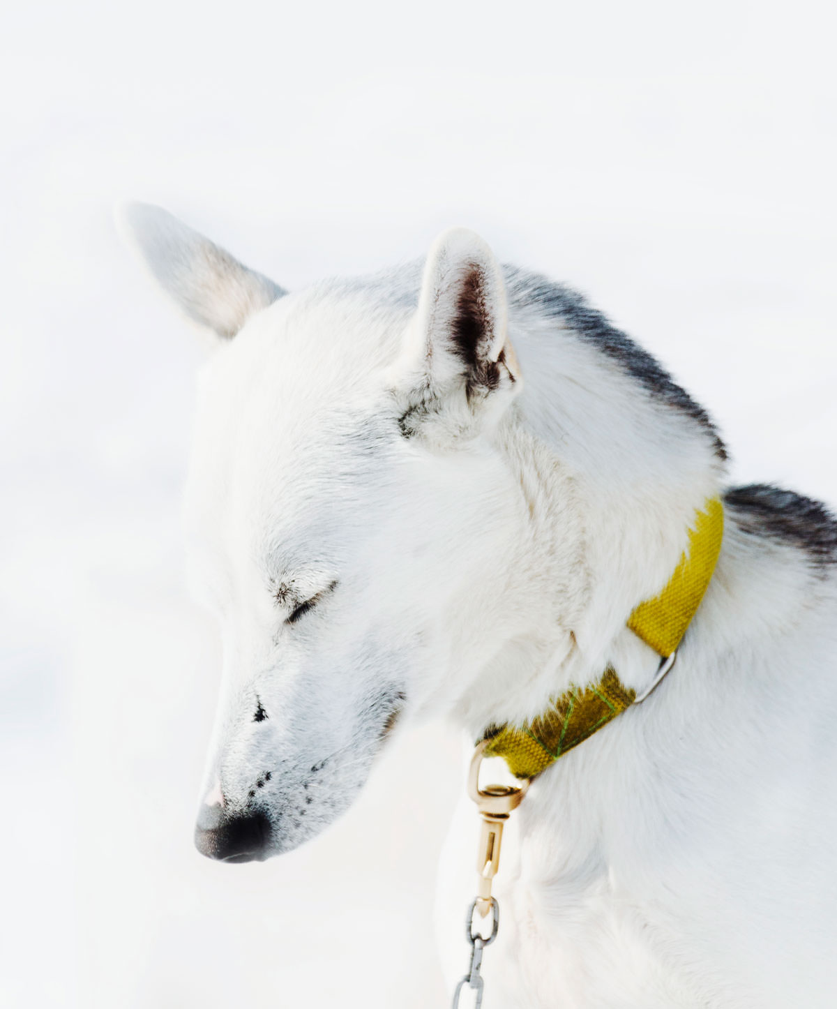 Hundeslæde med Huskies i Hovden Norge