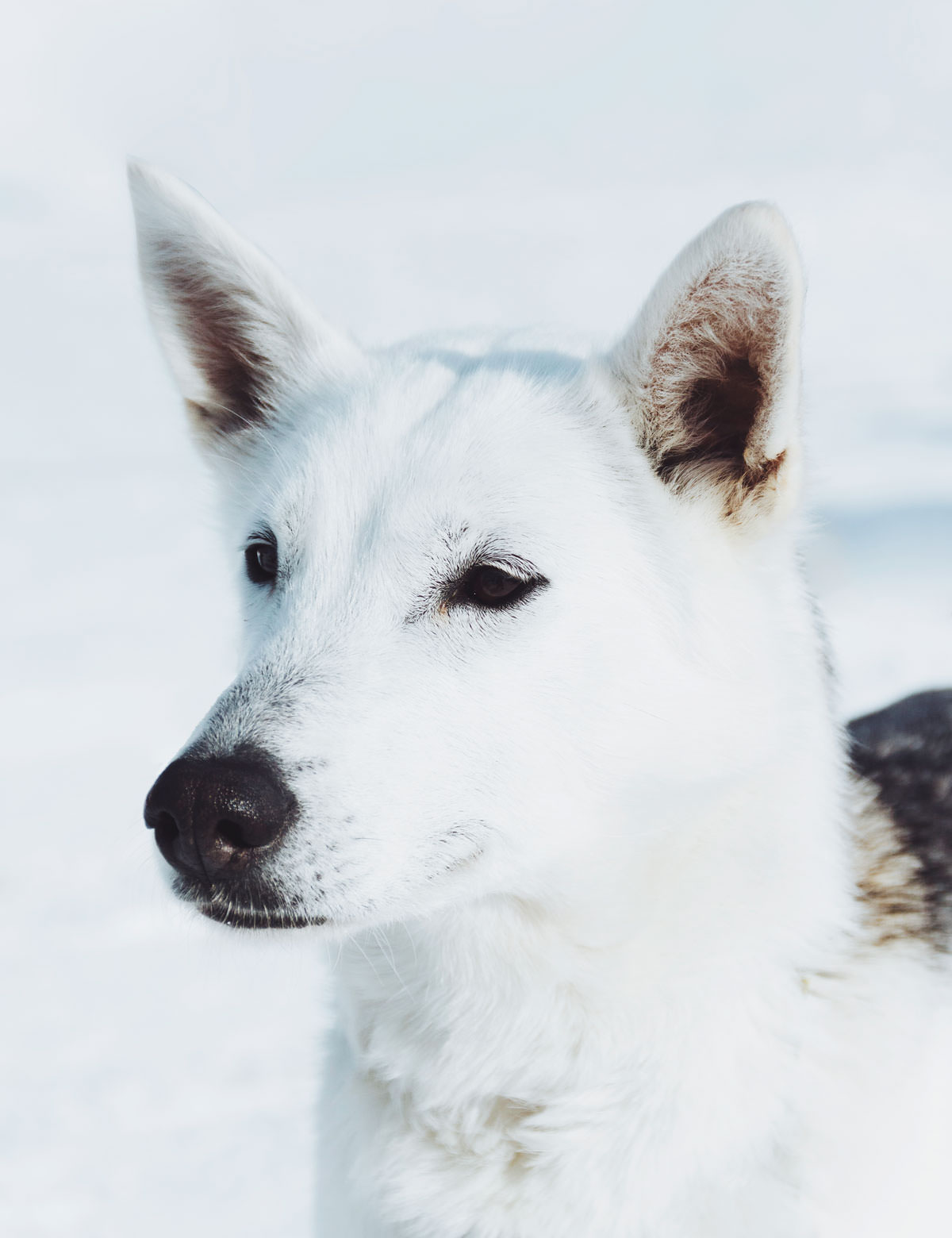 Hundeslæde med Huskies i Hovden Norge